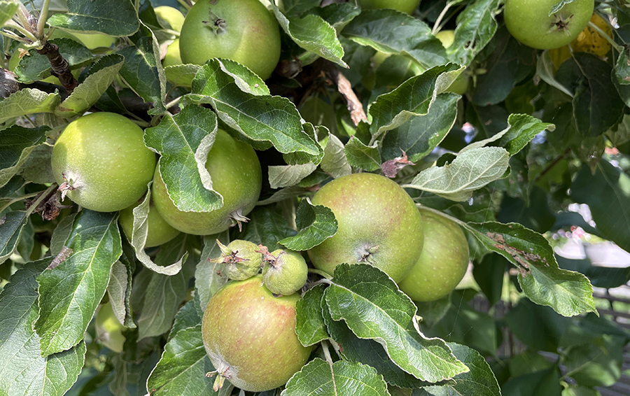 Gröna äpplen i äppelträd