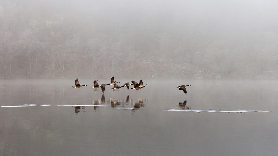 Fåglar flyger över vattnet i dimma.