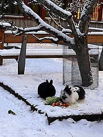 Kaniner på snötäckt innergård