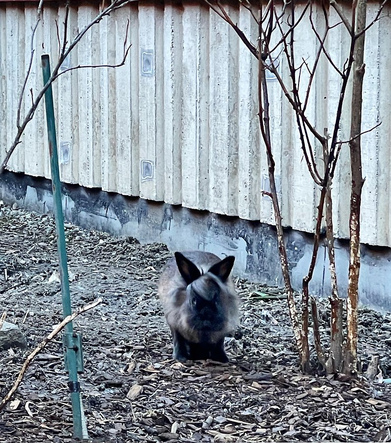 En grå kanin intill husväggen